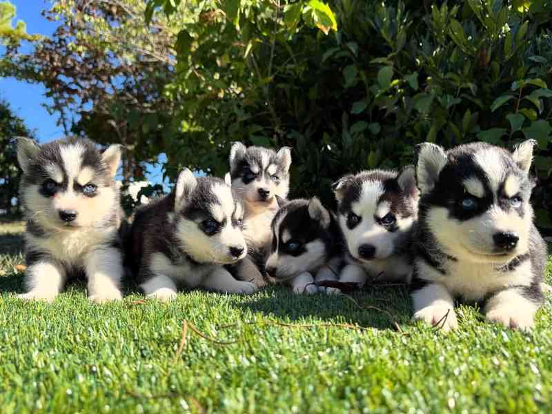 Štěňata sibiřského huskyho