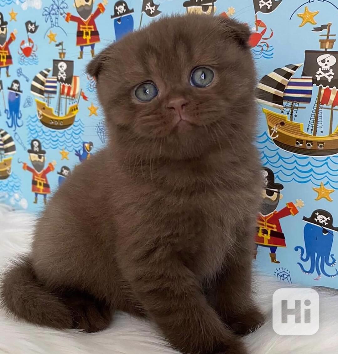 Wunderschönes Scottish-Fold-Kätzchen - foto 1