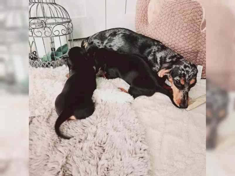 Jezevčík hladkosrstý trpasličí - foto 4