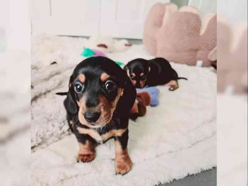 Jezevčík hladkosrstý trpasličí - foto 2