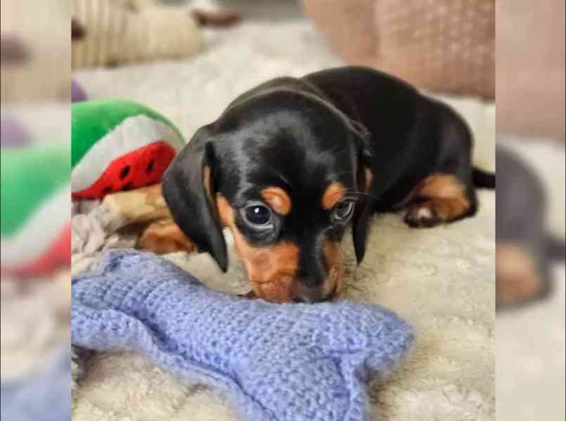 Jezevčík hladkosrstý trpasličí - foto 3