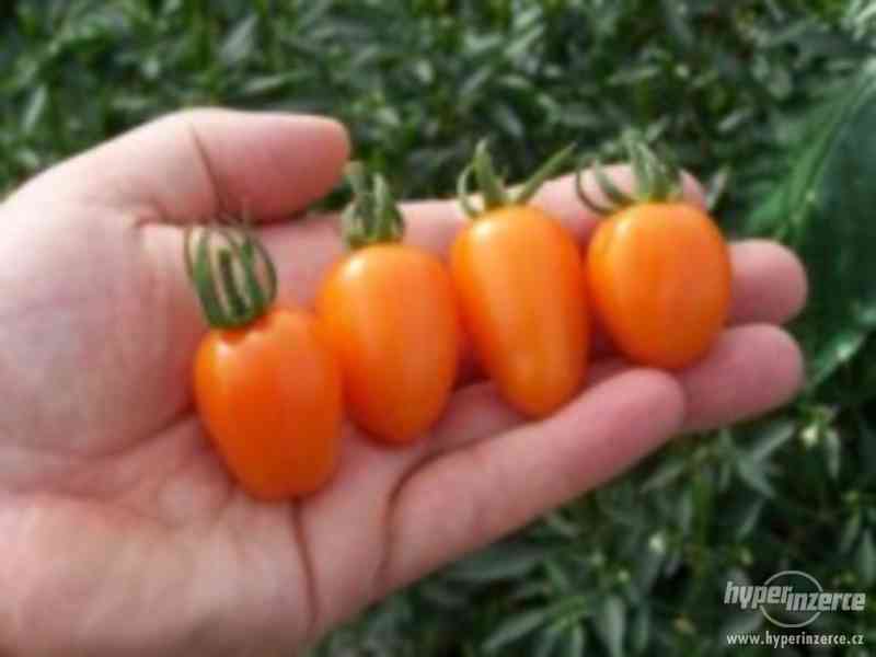 Rajče „Santa Orange“- semena - foto 1