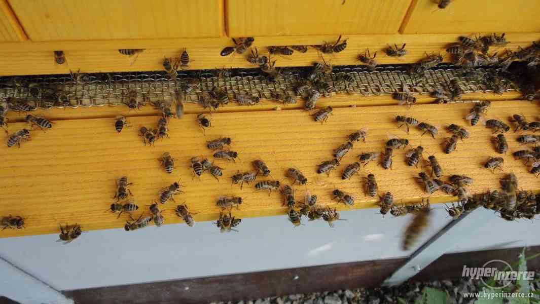 Včelí oddělky - Zlínský  kraj - Kroměříž  - foto 1