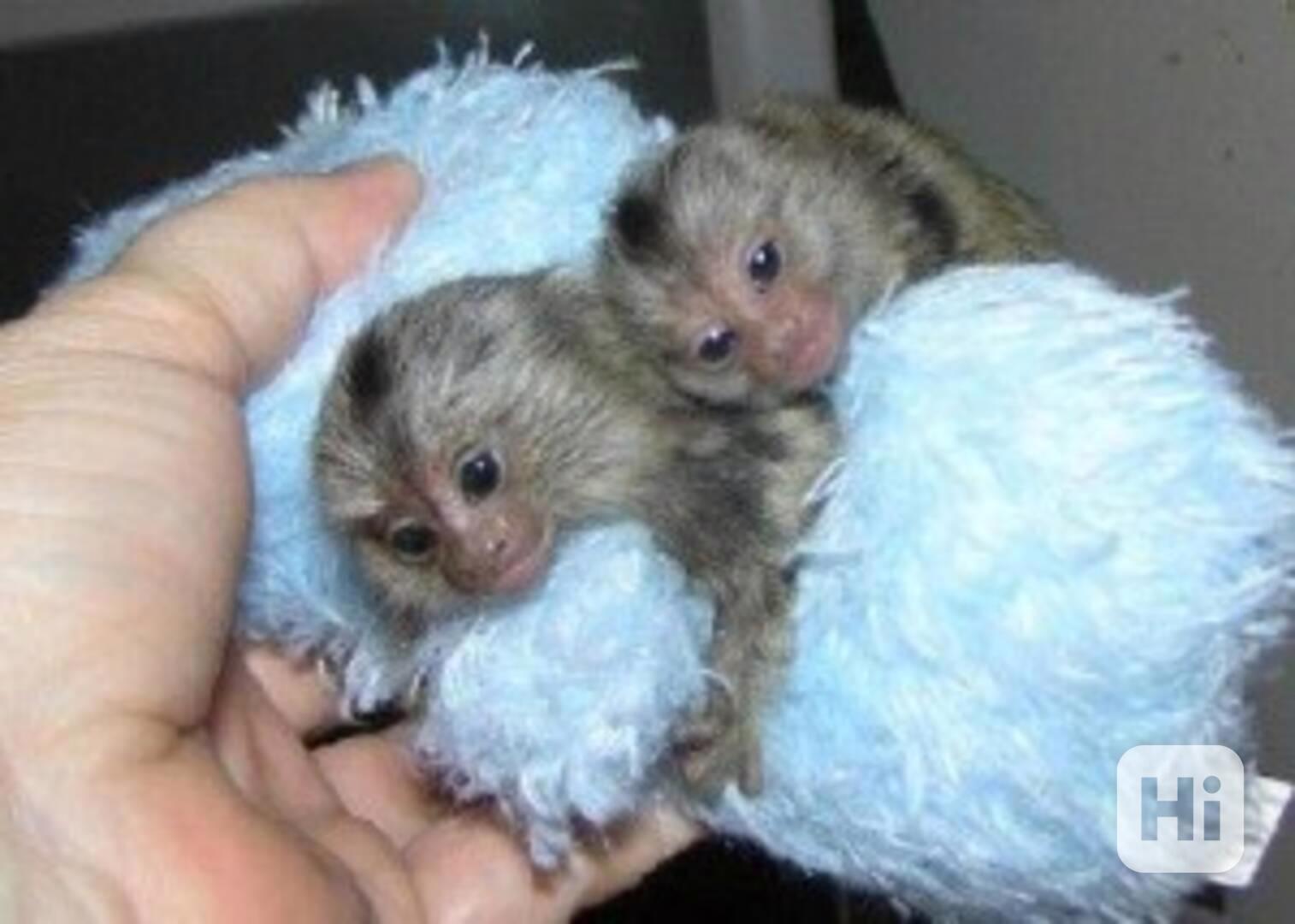 Domácí mláďata kosmanů k adopci - foto 1