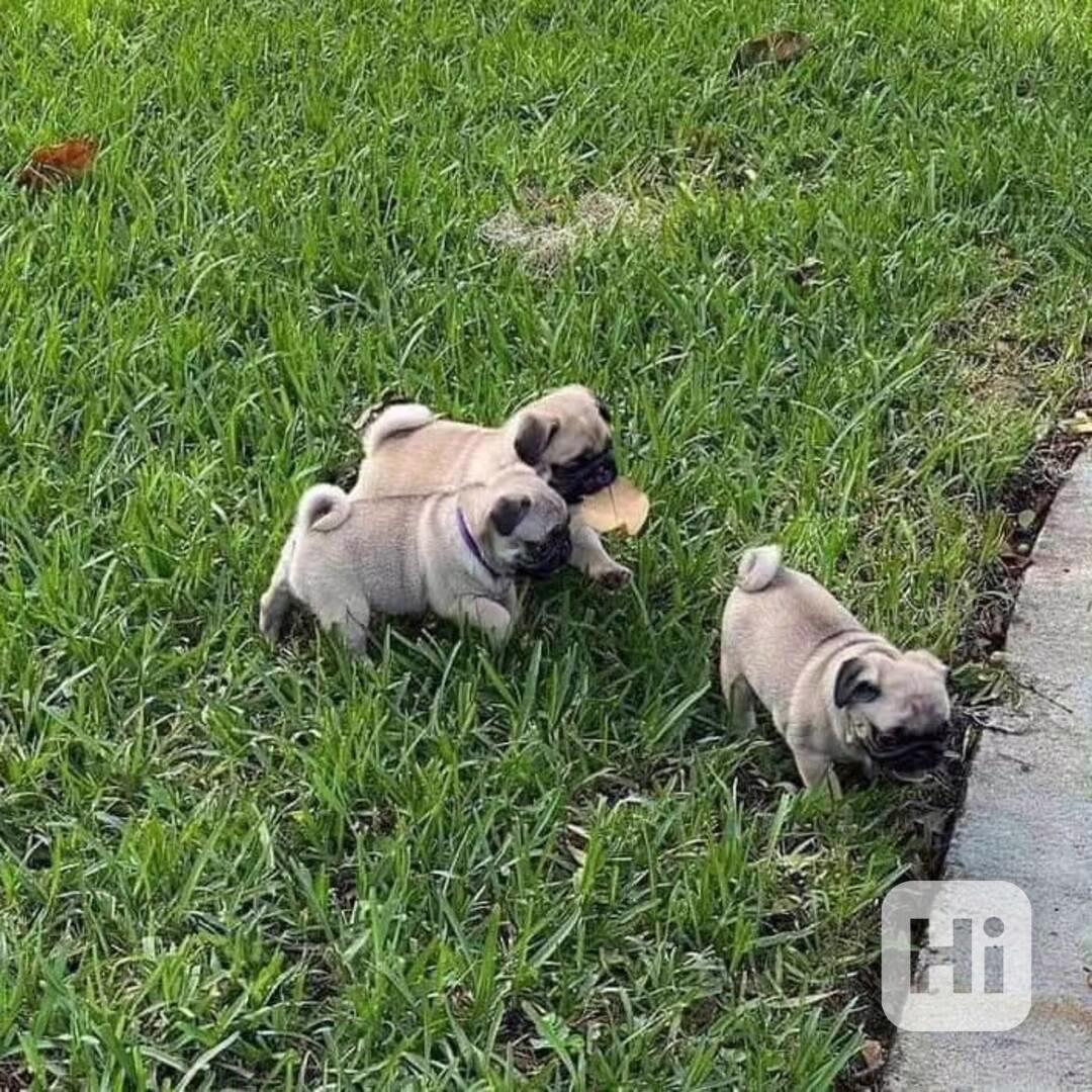 Mops (Mopslík) Pug štěňátka - foto 1