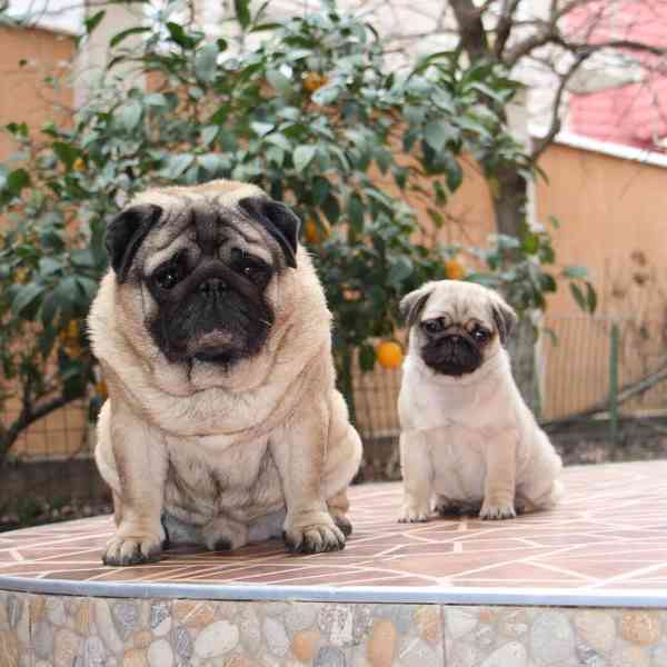 Mops (Mopslík) Pug štěňátka - foto 4