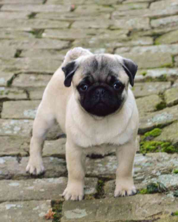 Mops (Mopslík) Pug štěňátka - foto 3