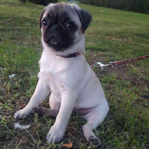 Mops (Mopslík) Pug štěňátka - foto 5