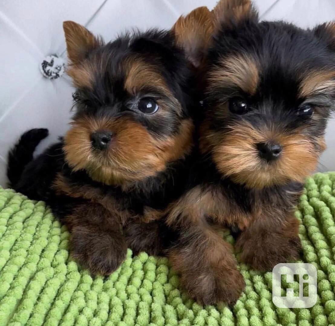 Malý jorkšírský teriér. Zbývají 2 samice 2 MUŽ - foto 1