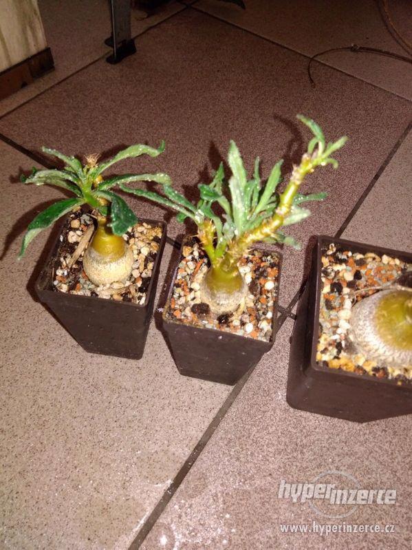 Pachypodium suculentum - foto 1