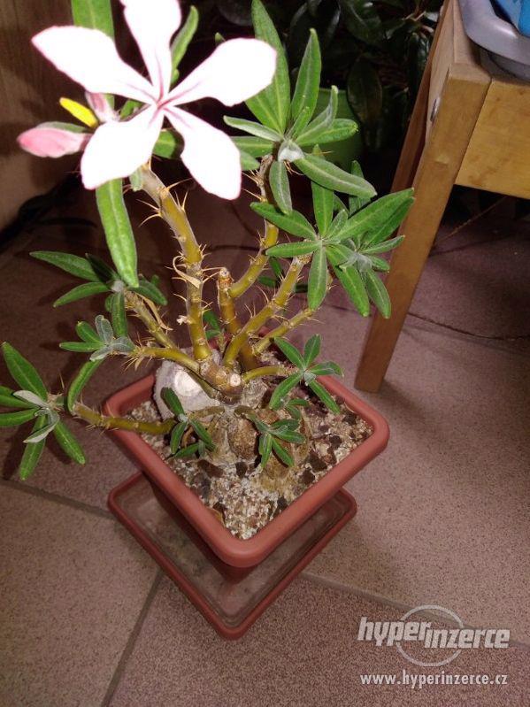 Pachypodium suculentum - foto 2