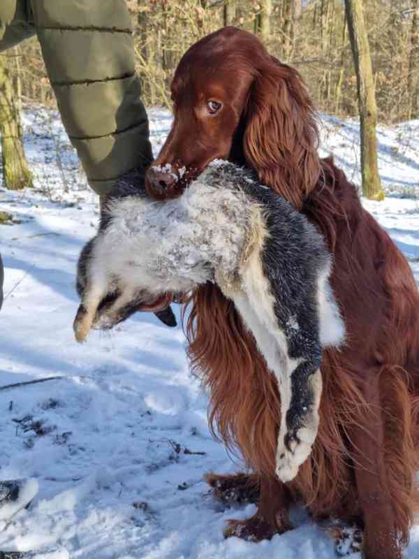 štěňátka Irský setr s PP - foto 4