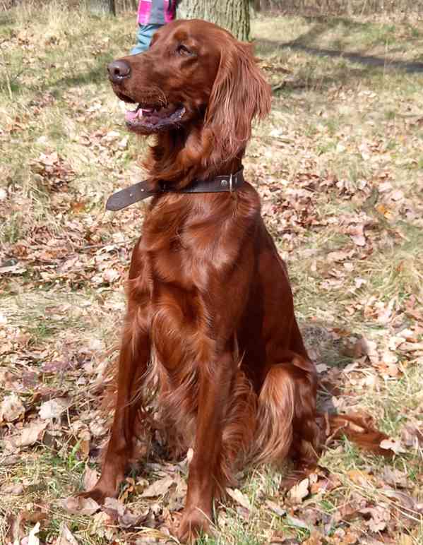 štěňátka Irský setr s PP - foto 3