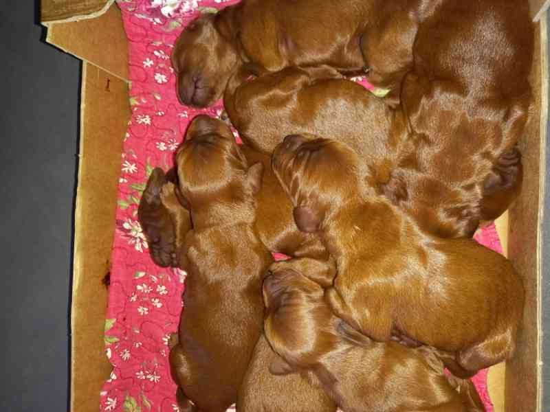 štěňátka Irský setr s PP - foto 2