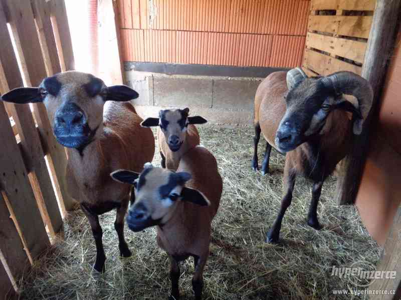 Prodám kamerunskou ovci, berana a beránky - foto 1