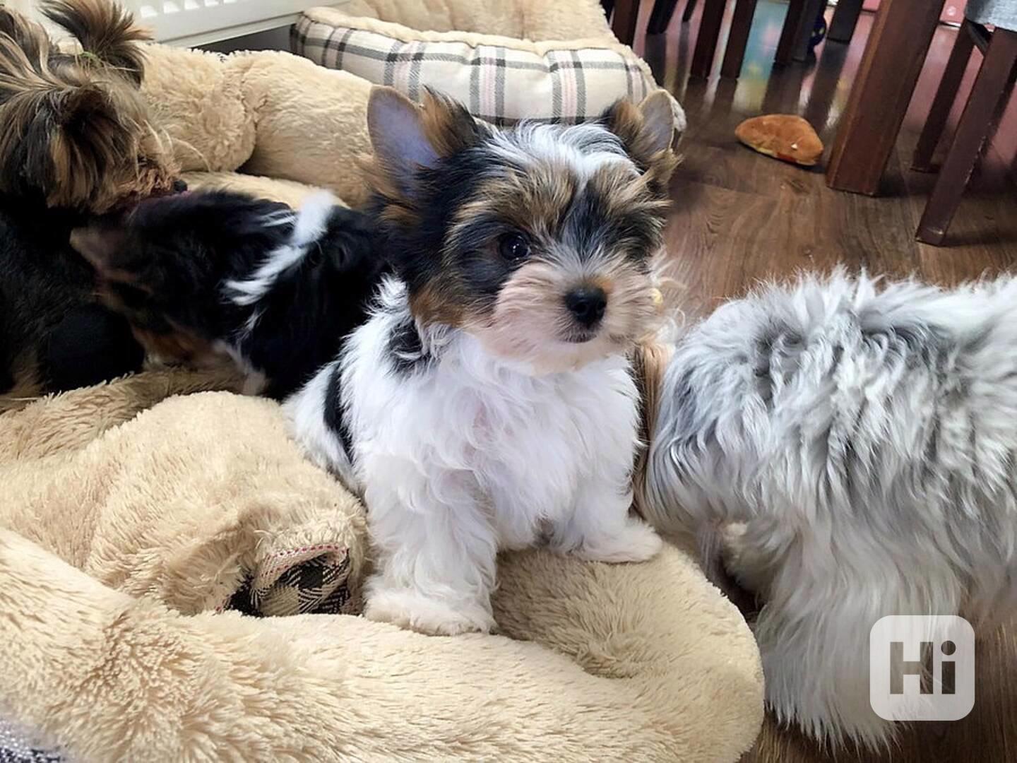 Yorkšírský teriér (Jorkšírský teriér) -krásná štěňátka s PP - foto 1