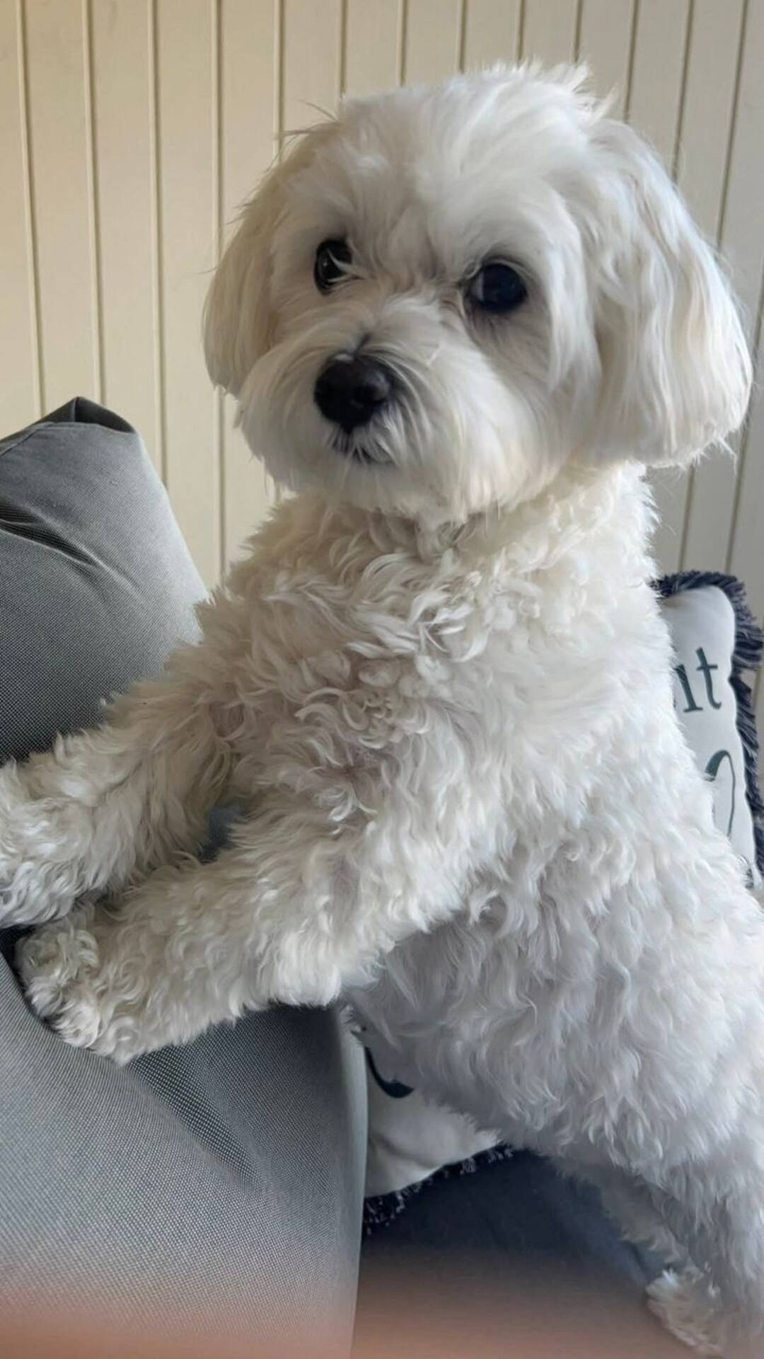 Nieuwe Havanese pups zijn klaar om naar hun nieuwe thuis te  - foto 4