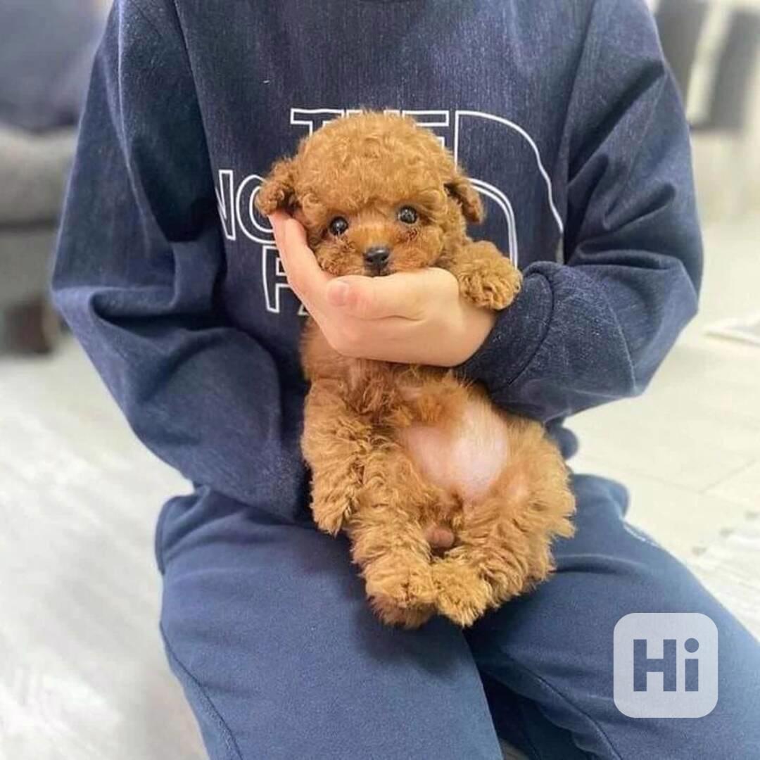 Krásná štěňata toy pudla - foto 1