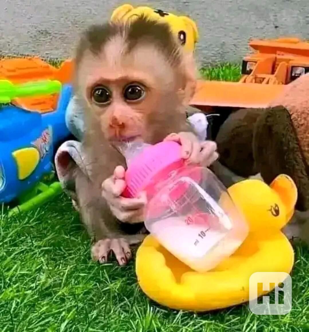  Skákající kapucíni pro dobrý domov - foto 1