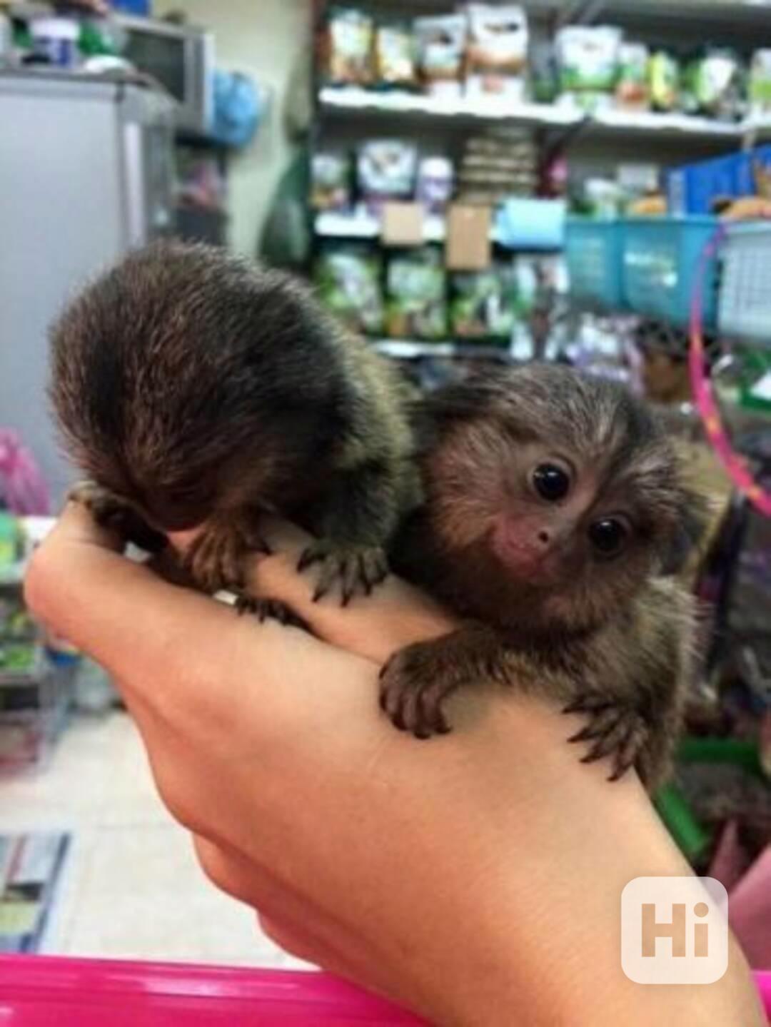 Opice kosman vycvičená na nočník - foto 1