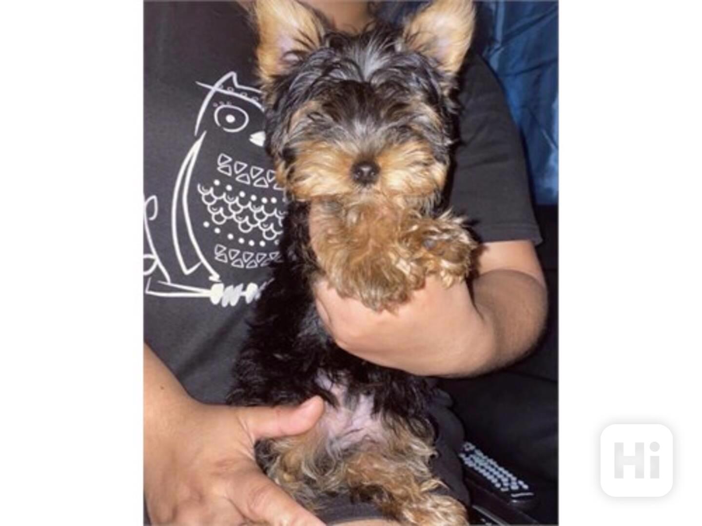 Yorkie CKC Males/Female - foto 1