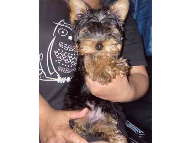 Yorkie CKC Males/Female - foto 1