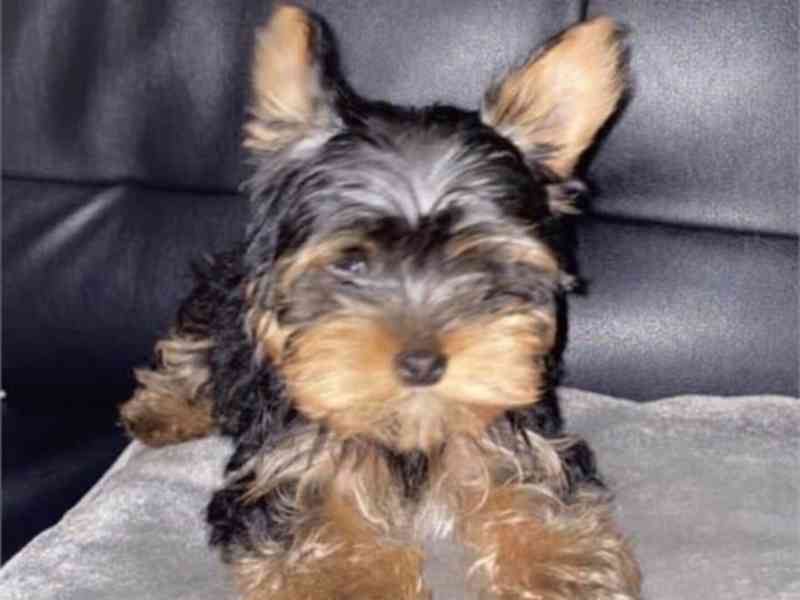 Yorkie CKC Males/Female - foto 2