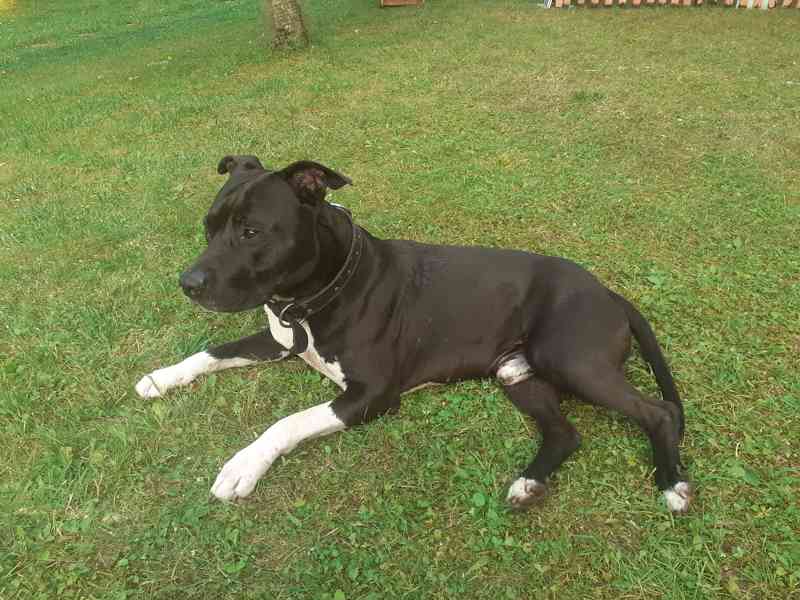 Pes ke krytí / Black American staffordshire terrier - foto 1