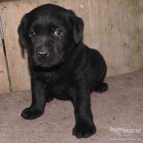 Labrador Retriever s PP (štěně) - foto 1