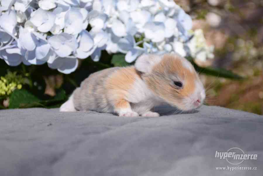 Zakrslý králíček beránek - foto 2