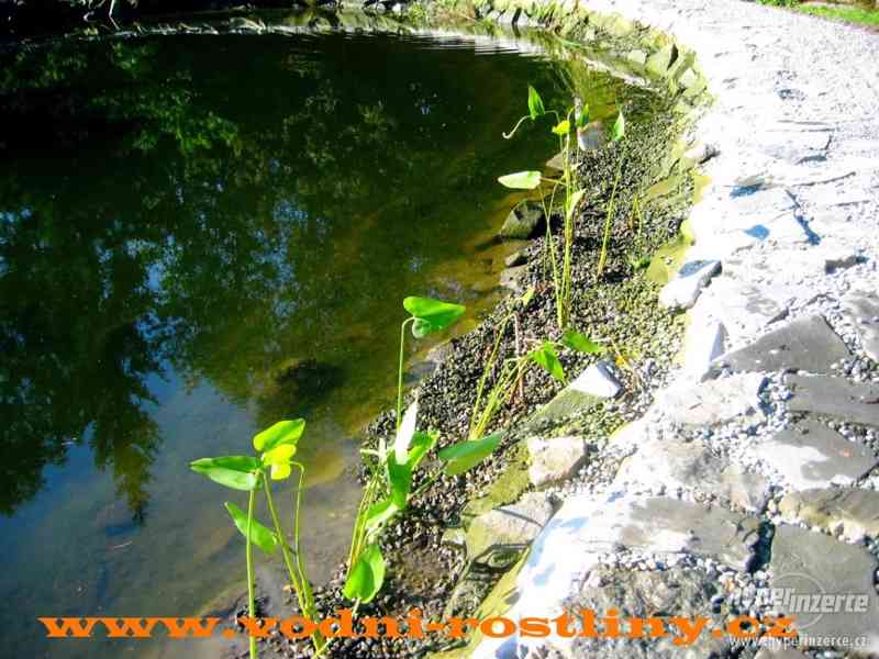 vodni rostliny  bahenní rostliny - foto 85