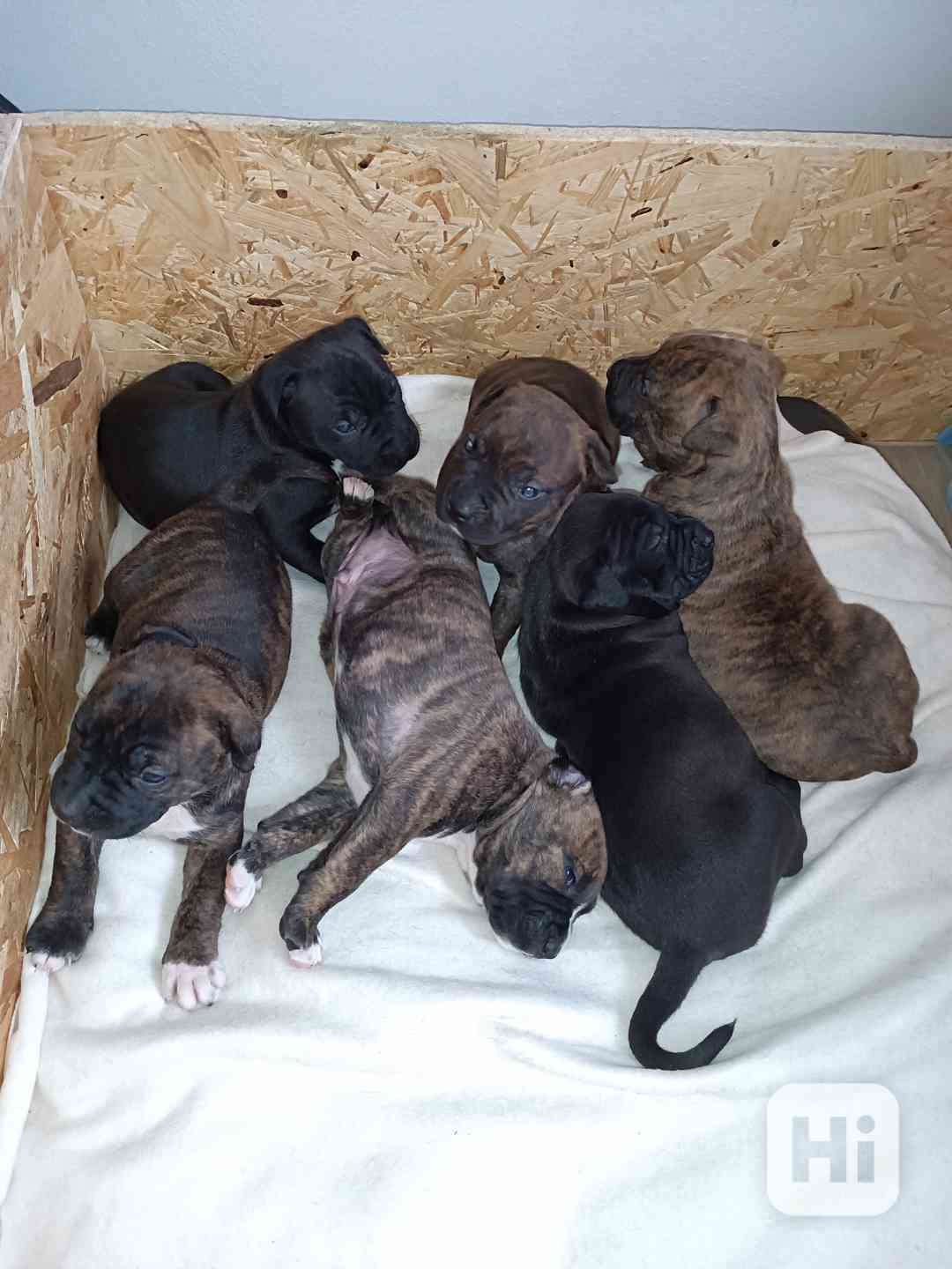 Štěňátka Apbt  - foto 1