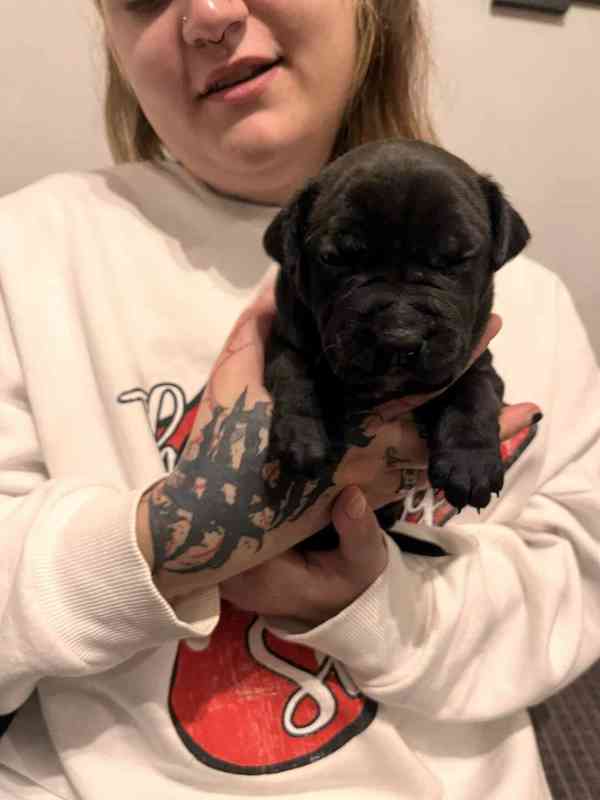 Štěňátka Apbt  - foto 5