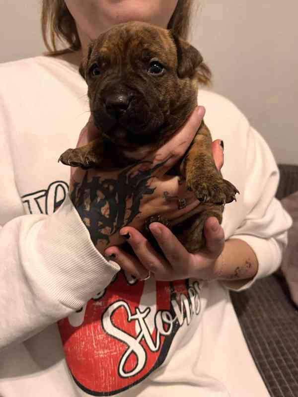 Štěňátka Apbt  - foto 3