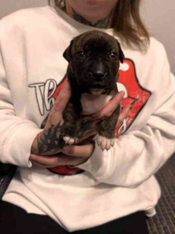 Štěňátka Apbt  - foto 4