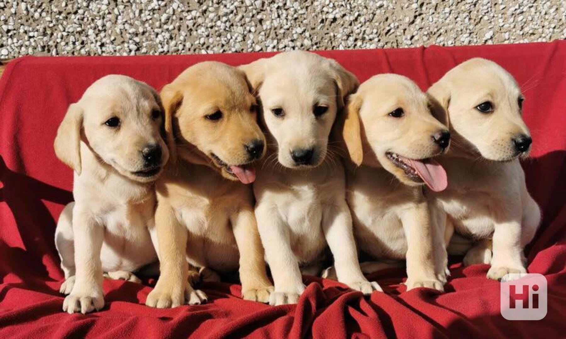Štěňata červeného labradora do nového domova - foto 1