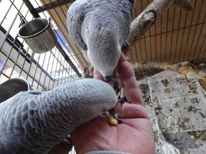 Pár mluvící afrických šedých papoušků - foto 3