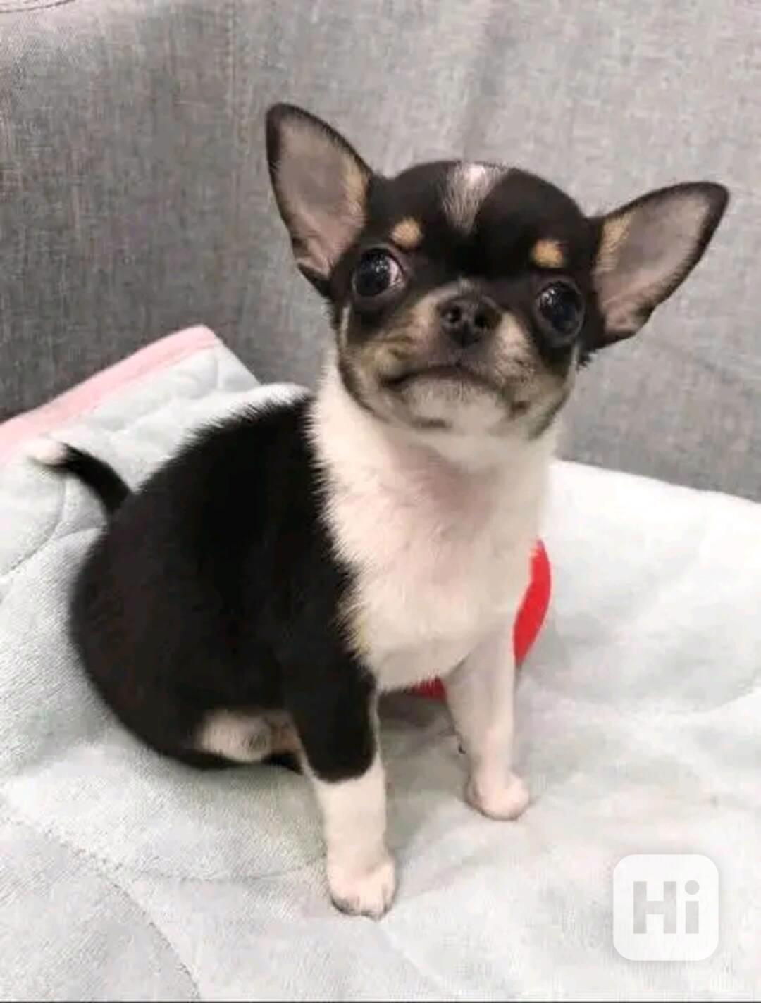 Chihuahua  - foto 1
