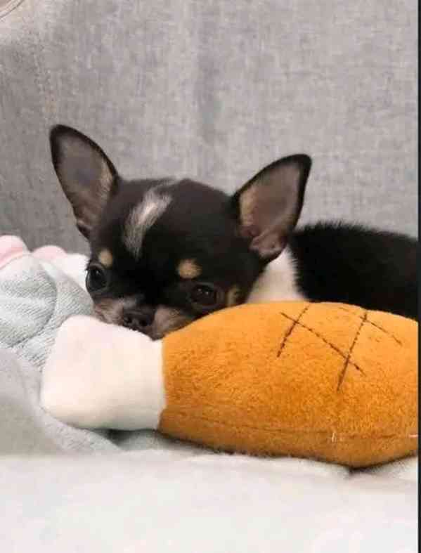 Chihuahua  - foto 3