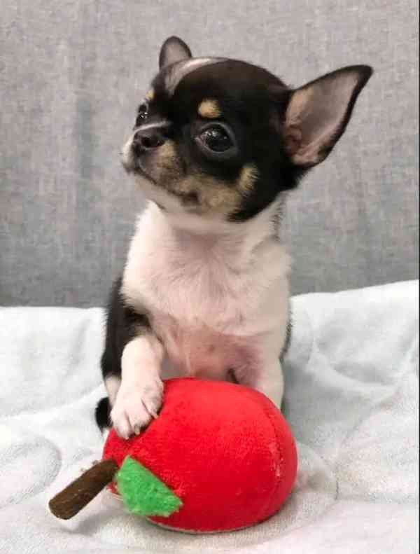 Chihuahua  - foto 4