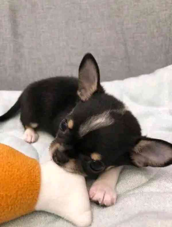 Chihuahua  - foto 2