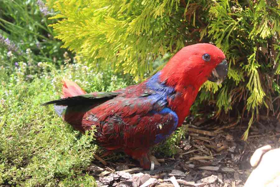 Eklektus Různobarvý Guinejský (Eclectus Roratus Polychloros) - Bazar ...