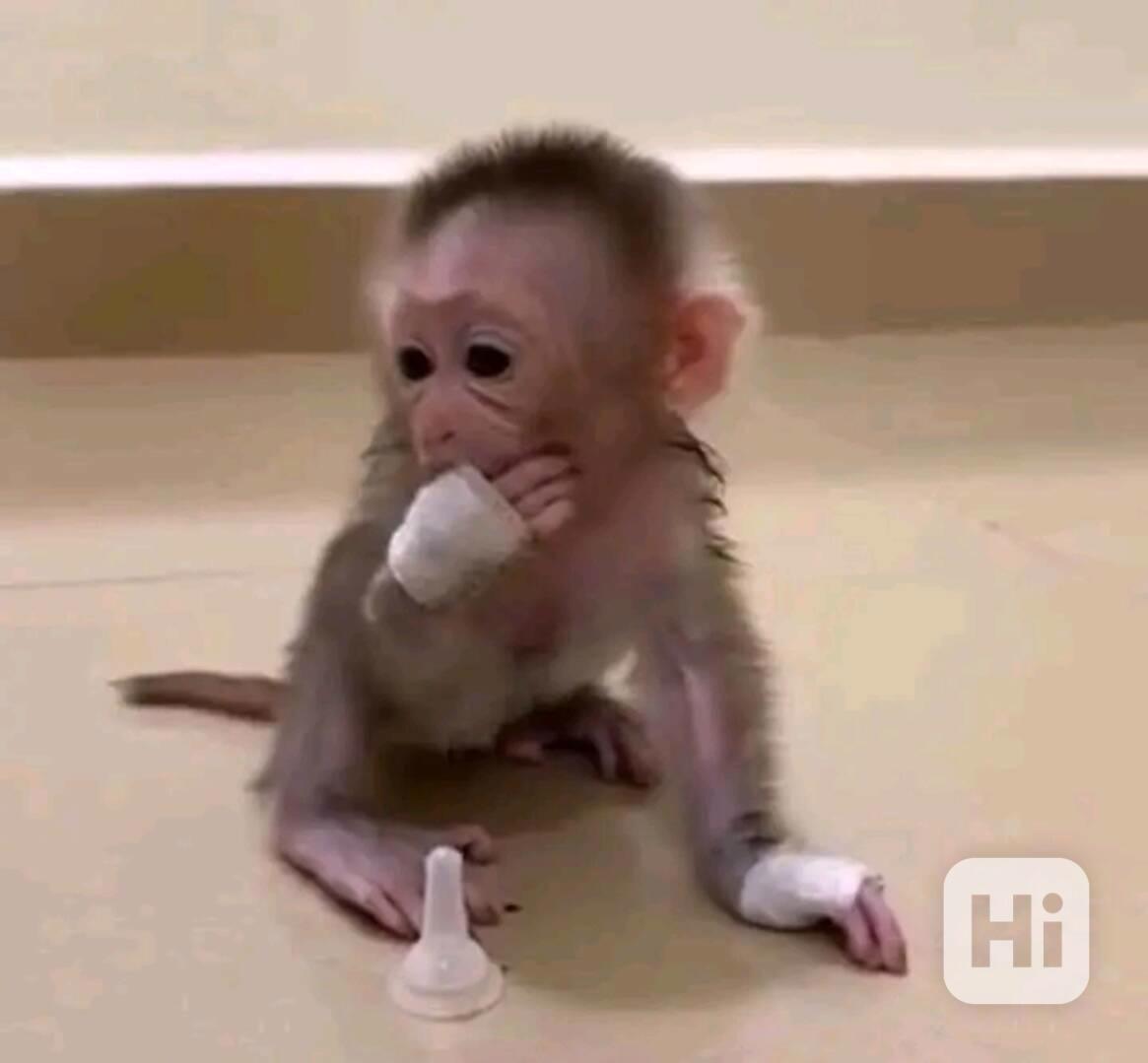  Skákající kapucíni pro dobrý domov - foto 1