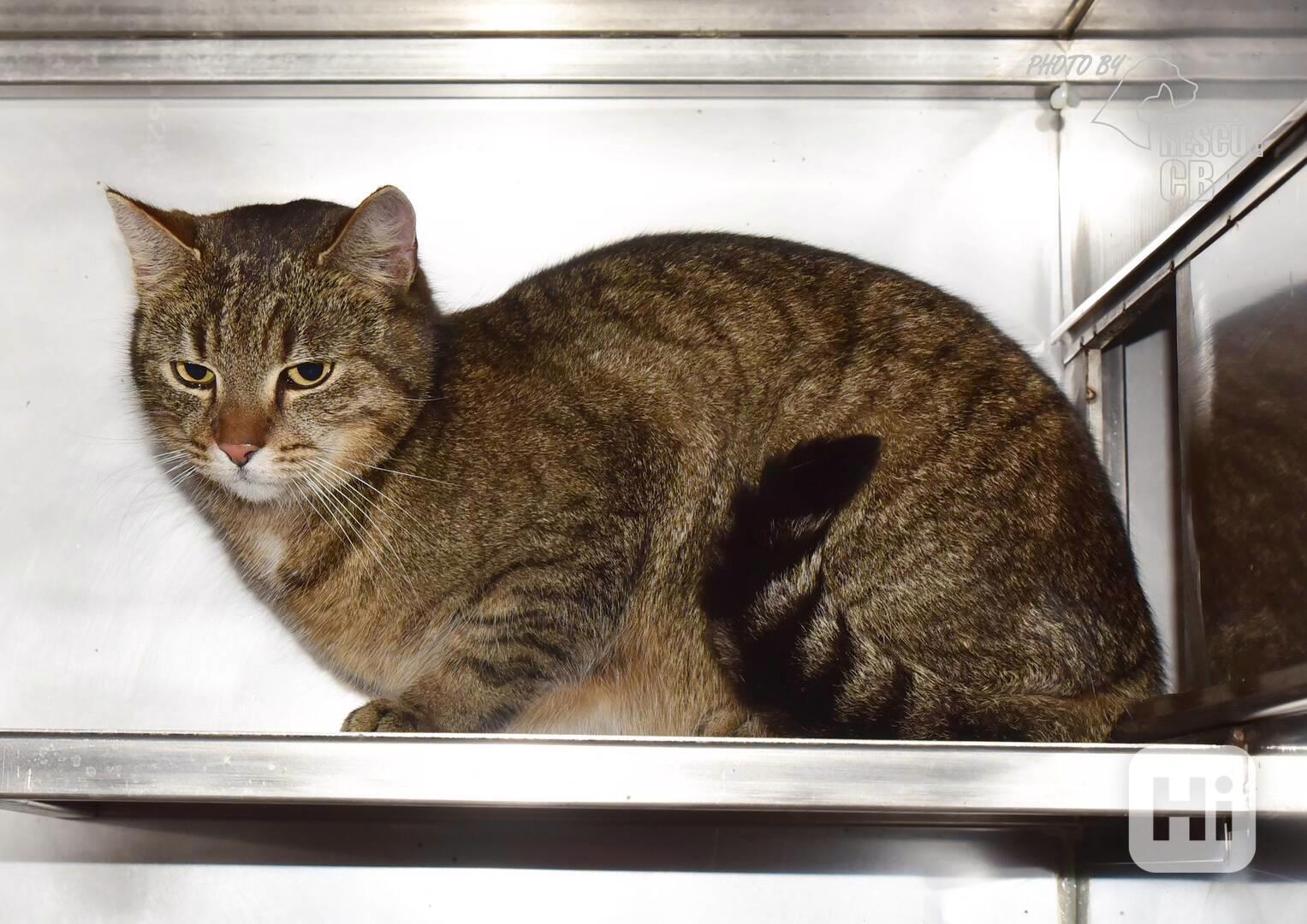 Darujeme nalezenou kočičku - foto 1