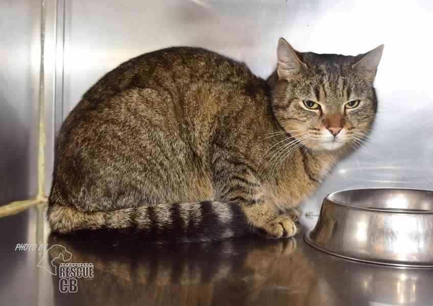 Darujeme nalezenou kočičku - foto 3