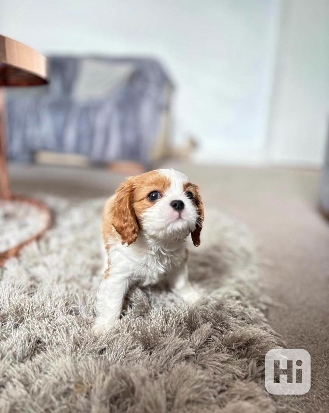 Krásná štěňátka Kavalír King Charles španěla 🐾❤️ - foto 1