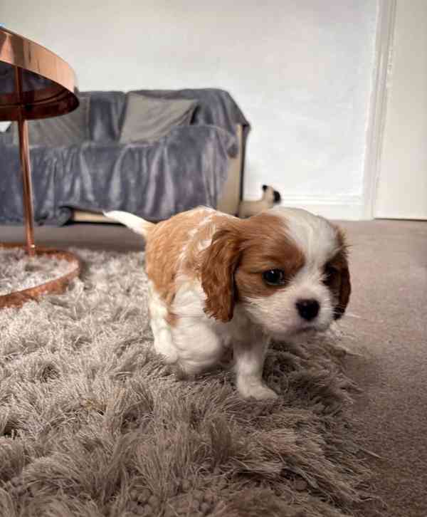 Krásná štěňátka Kavalír King Charles španěla 🐾❤️ - foto 2