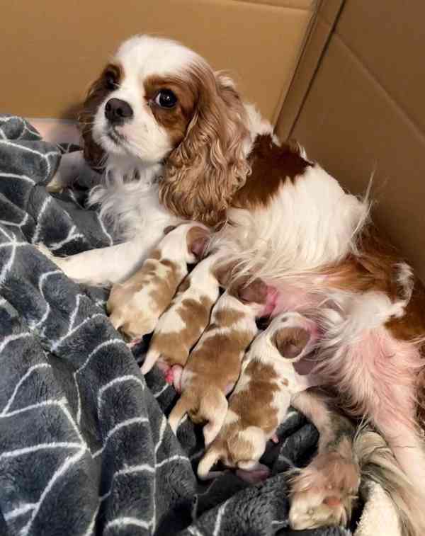 Krásná štěňátka Kavalír King Charles španěla 🐾❤️ - foto 3