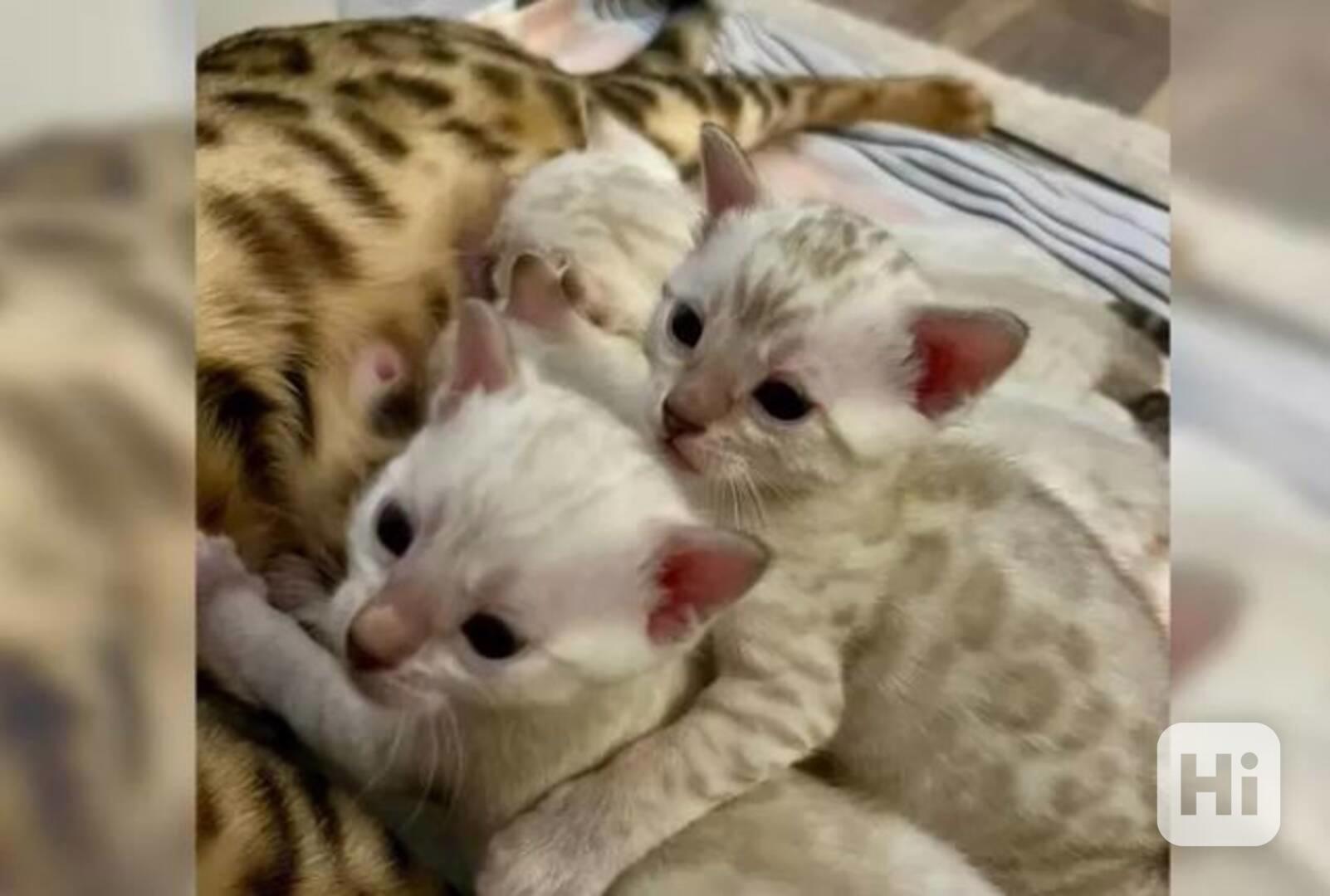 Bengálská koťata s rodokmenem rodičů. - foto 1