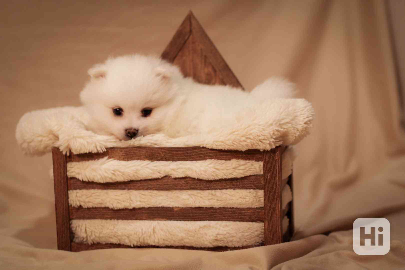 Německý špic malý s PP FCI - foto 1